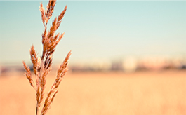 电话在线轰炸测试